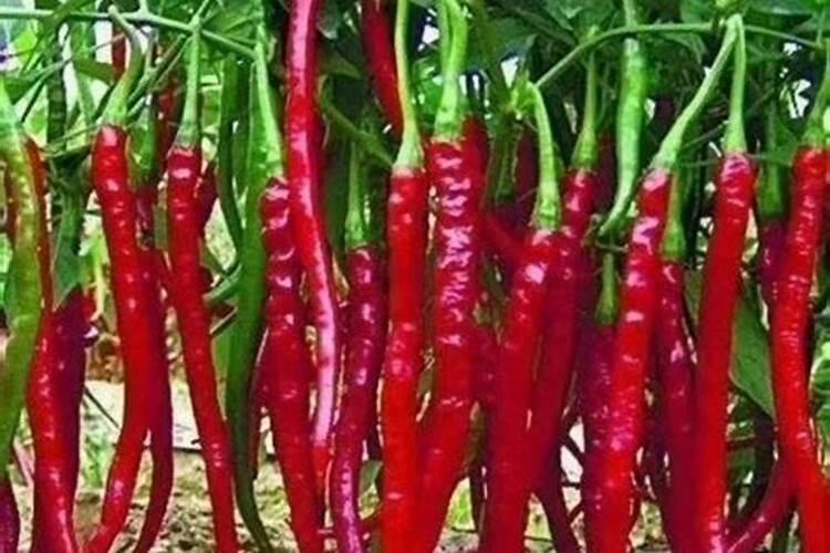 加大宝水溶肥辣椒专用是真的吗