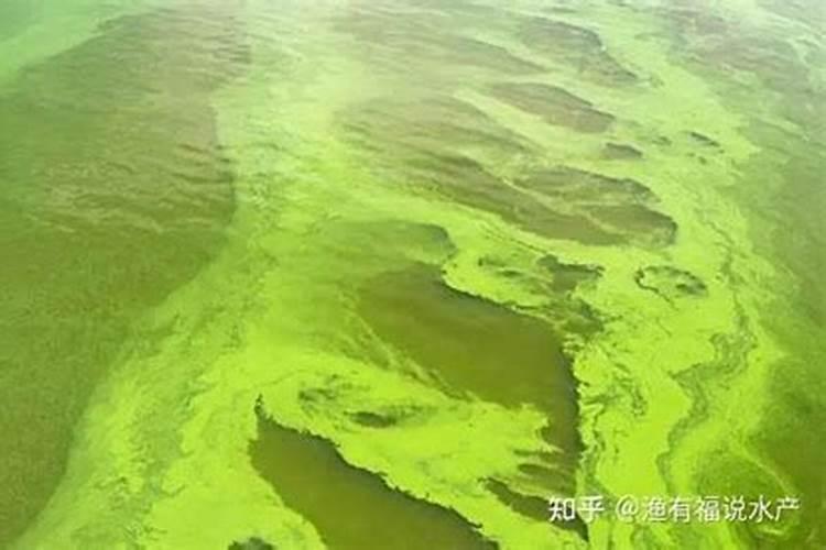 请教蓝藻处理最佳方案