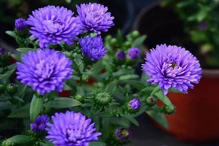 钙叶面肥对菊花起什么作用？