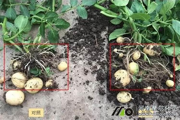 地瓜用什么肥料最好