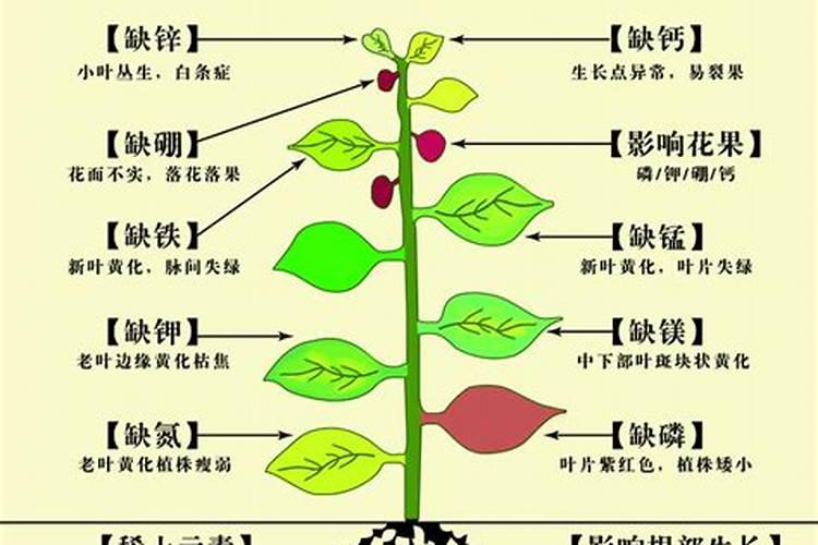 植物中量元素(钙镁硫硅)
