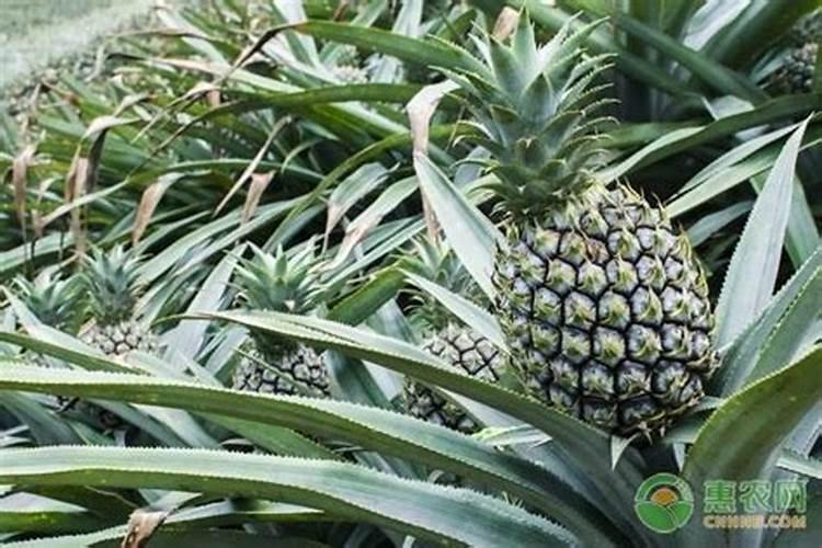 怎么在家种植一棵菠萝