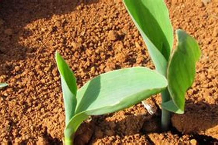 玉米种下多久可施肥