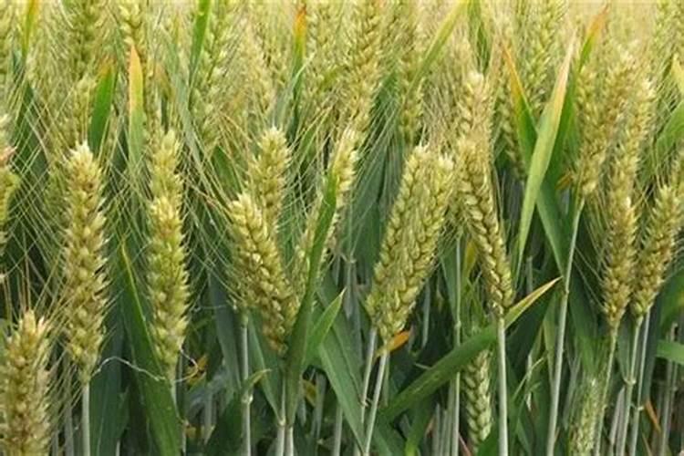 小麦追肥用什么肥料好