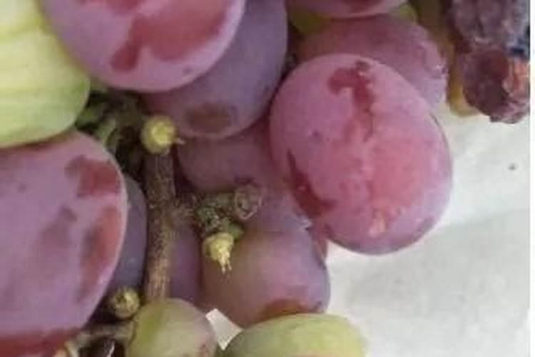 葡萄开花后掉粒是怎么回事
