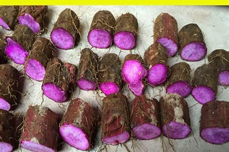 山药用什么办法增粗