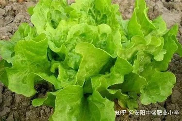 生菜需要什么肥才长的快