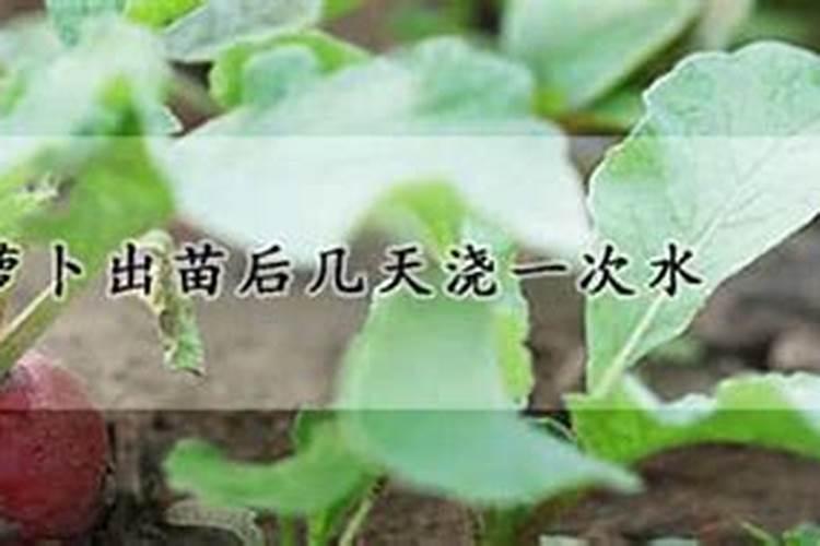 萝卜空心怎么避免