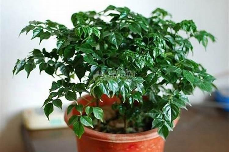 农业磷酸二氢钾能浇花吗？