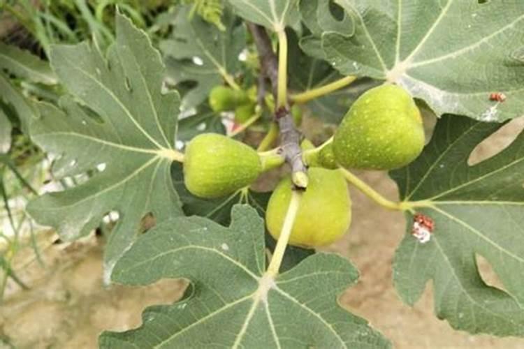 无花果树施什么肥合适