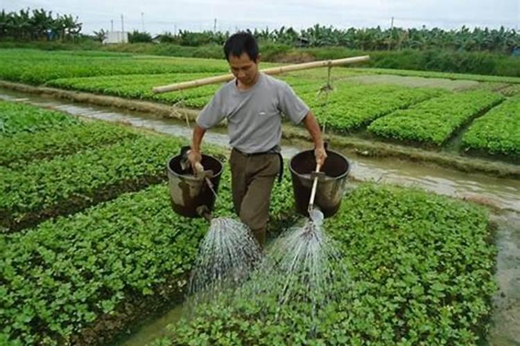 硼肥不能和什么一起用？如果使用错误会产生哪些影响？