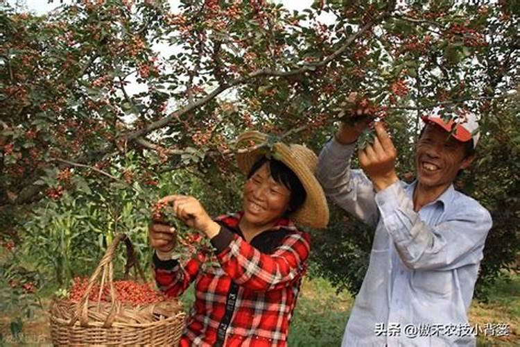花椒籽能种吗 是否能长花椒树