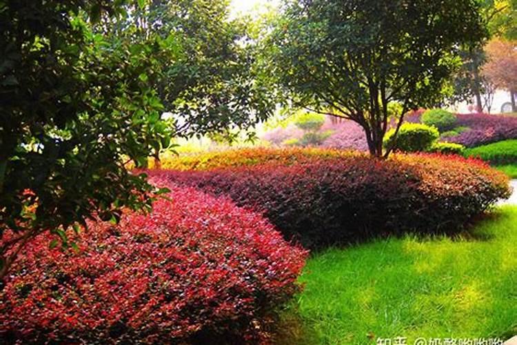 茶花几天浇一次水 茶花多久浇一次水