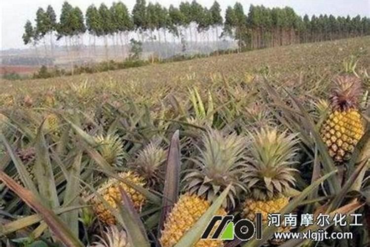 请问菠萝叶面肥那些比较安全