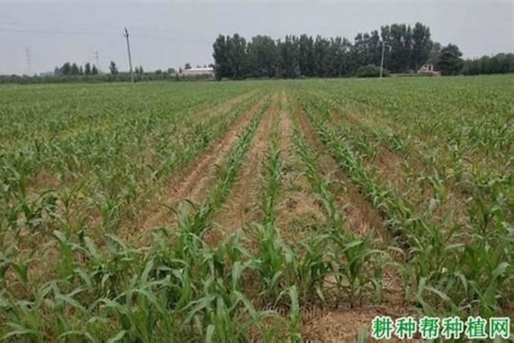 玉米开花结果时需要施什么肥