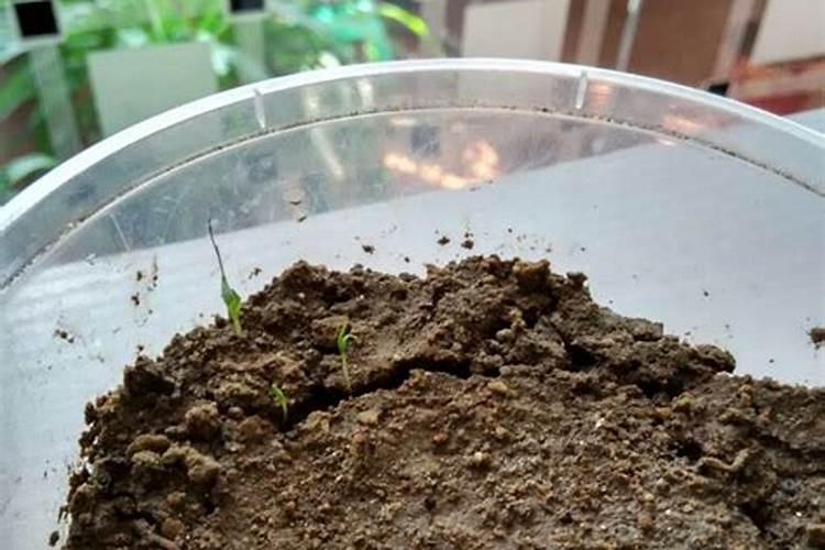 磷肥浇花的正确方法？