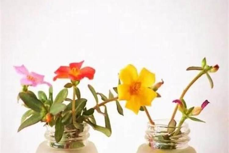 三角梅开始发芽了,后续该怎么浇水施肥才能开花？