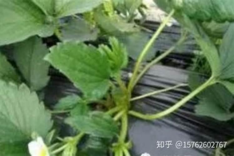 草莓苗营养过剩的表现