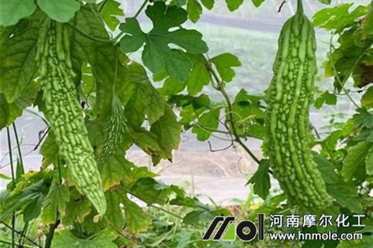 在阳台种植苦瓜必须施肥吗？是什么肥？