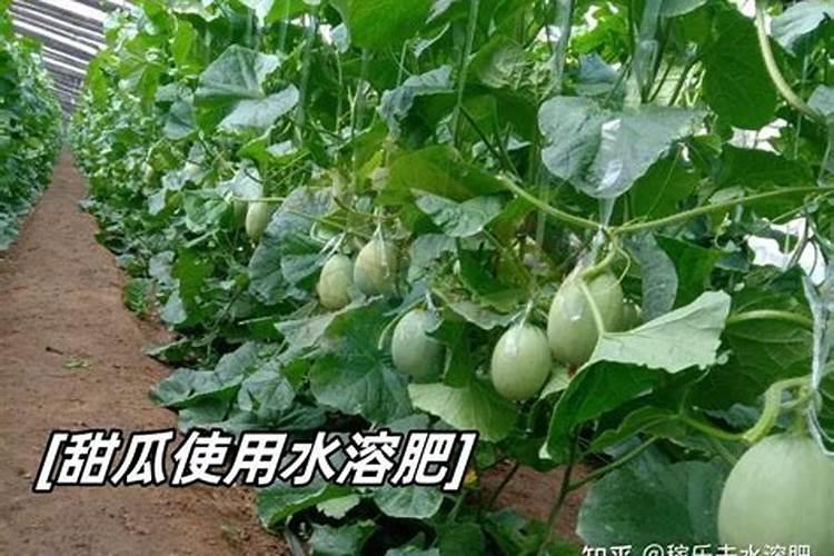 种瓜用什么肥料好？