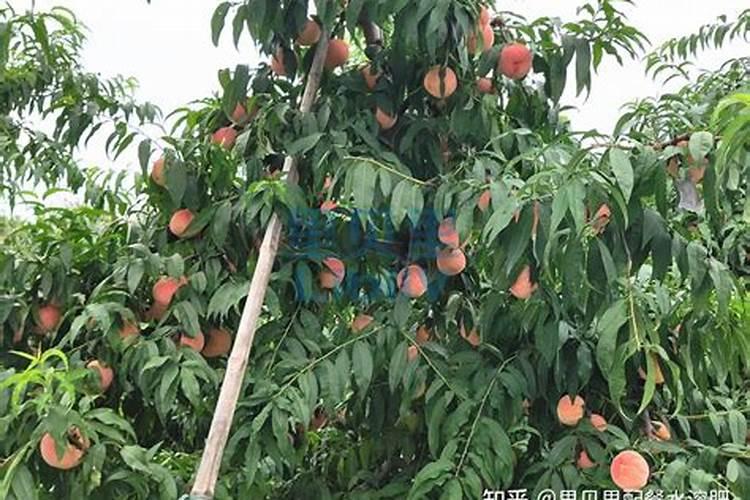 一年生桃树适合喂什么肥料每棵要喂几斤