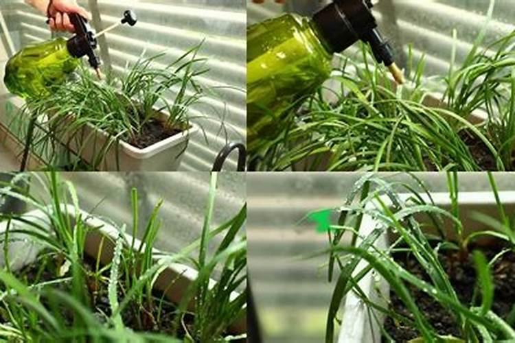 韭菜可以用人尿施肥吗(韭菜追肥用草木灰还是人尿好)