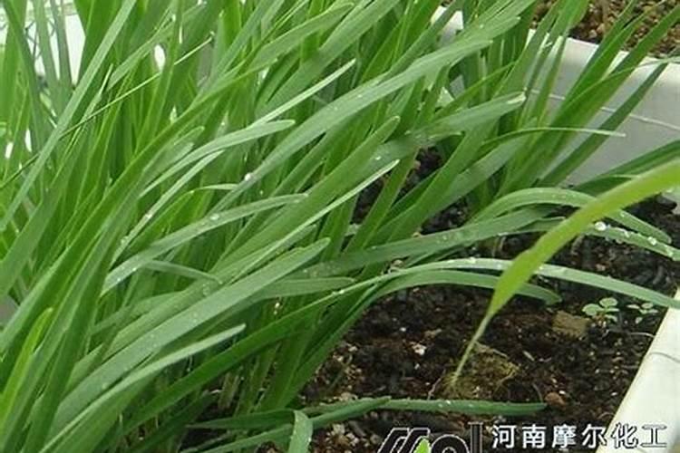 韭菜如何追肥