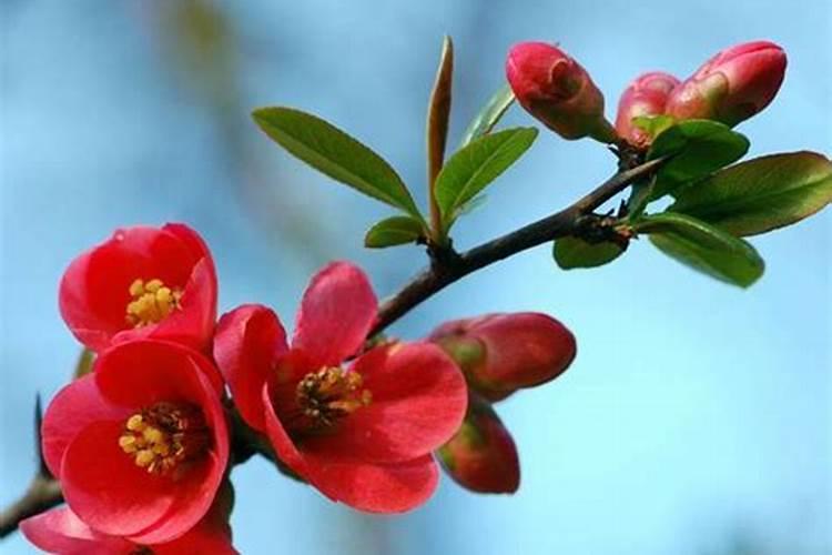长寿冠海棠花开完花后该怎么处理