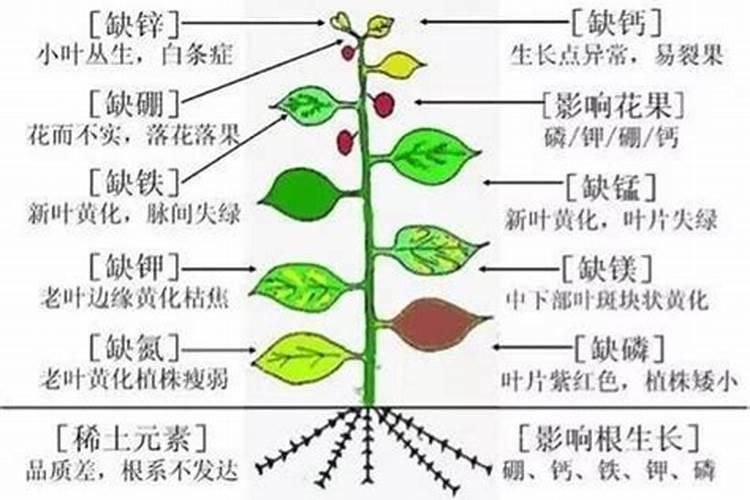 什么是缺素症 果树缺素症状及解决方法