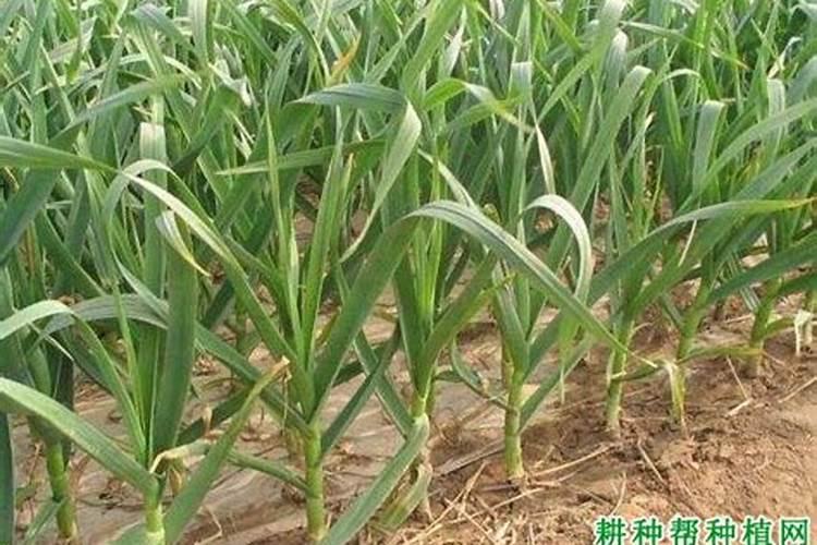 浇小麦返青水时用尿素好还是噻虫嗪药肥好？