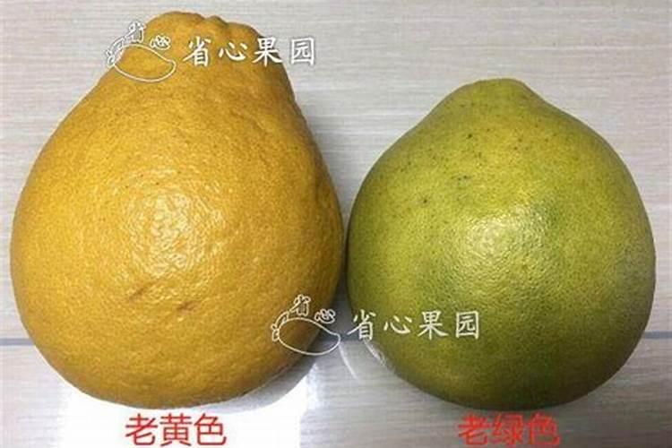 胡柚施肥量