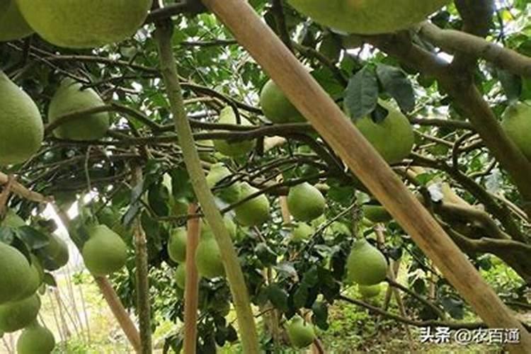 沙田柚在着色期的时候施肥时间是什么时候？还有施什么样的肥料科学？百 ...