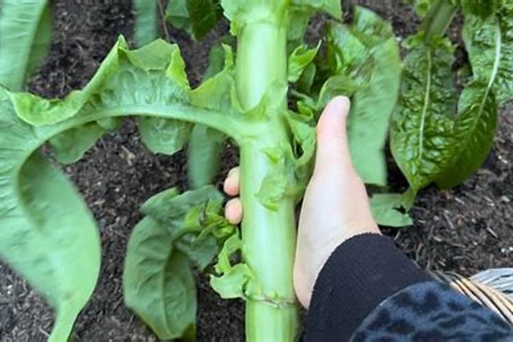 硼砂能当硼肥用吗硼砂在种植三青莴笋露地使用可以吗三青莴笋要是