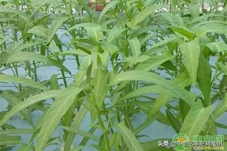 空心菜用什么肥料最好