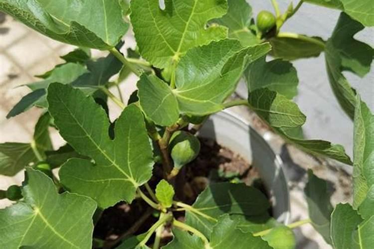 无花果施肥用什么肥料