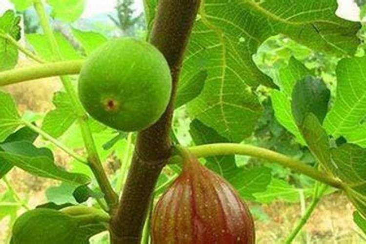无花果肥料多了果实也都枯萎吗？
