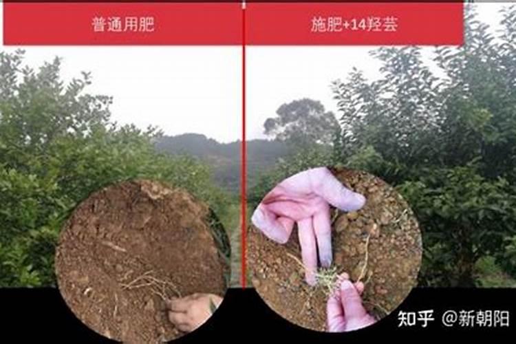 脐橙树冬季什么时候可以打芸苔素？