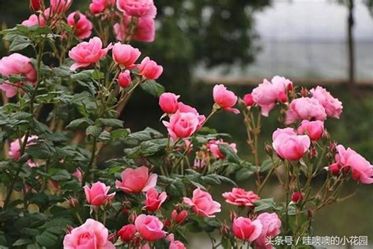 月季长花苞后怎么施肥 花蕾期施什么肥