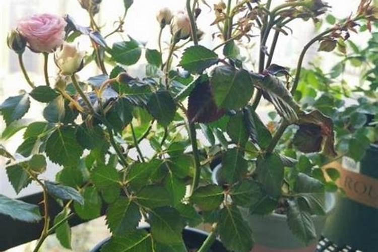 月季长花苞后怎么施肥