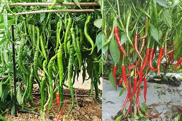 辣椒开花结果期用什么肥料