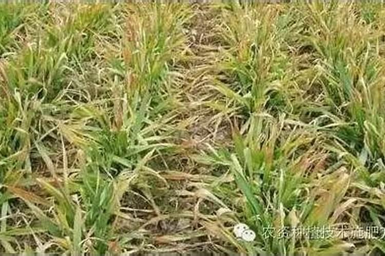 小麦干尖黄叶怎么治疗