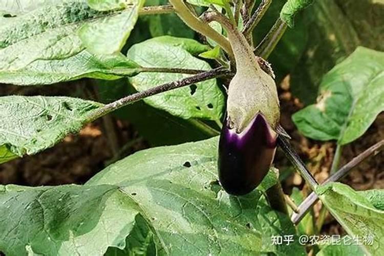 鸡血藤种子多少钱一斤