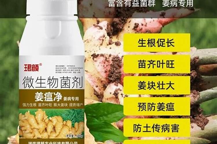 大姜生根壮苗用什么冲施肥？