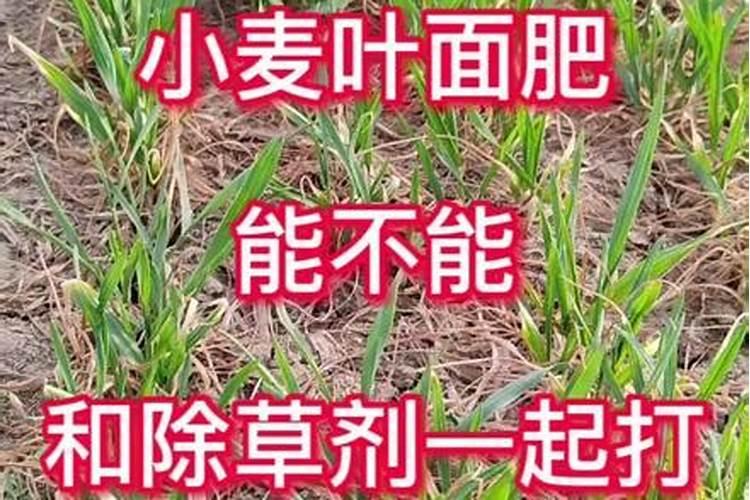蓝莓需要什么肥料