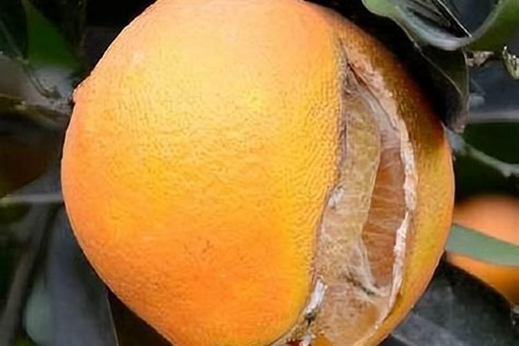 盆栽桔子树怎么养？橘子树的种植技术