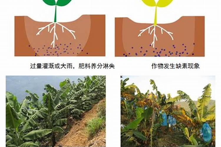 氮肥施加方法(氮肥施加方法详解,科学施肥,助力作物丰收)