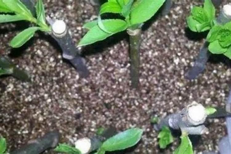 柑橘树缺硼的症状和防治措施是什么？