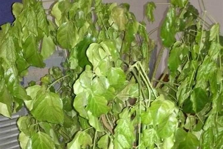 沙漠玫瑰如何掌握好这些施肥技巧