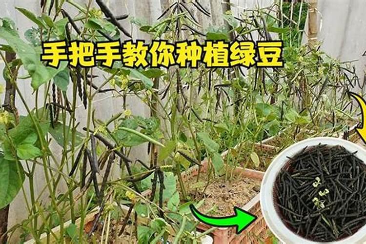 怎么种植绿豆