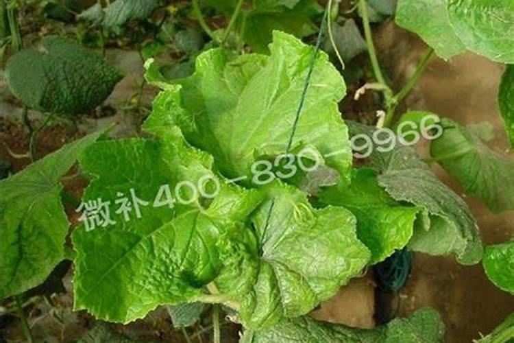 如何种植提高西瓜产量和品质(西瓜怎么施肥能增产增甜)